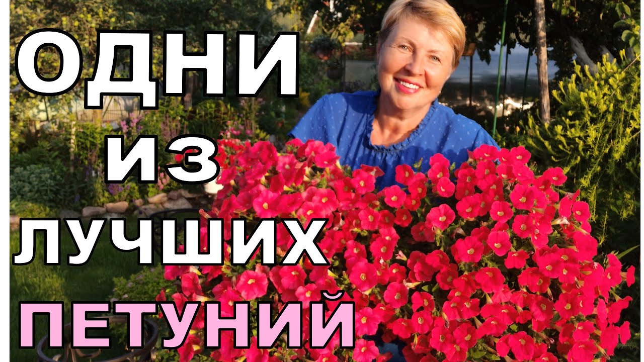 Эта ПЕТУНИЯ обалденная. Даже в маленьком горшке будет радовать все лето
