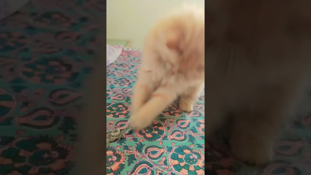 Meri Chikki ki nautanki#😃😄♥️ देखो कैसे चल रहा है मेरी  प्यारी चिक्की