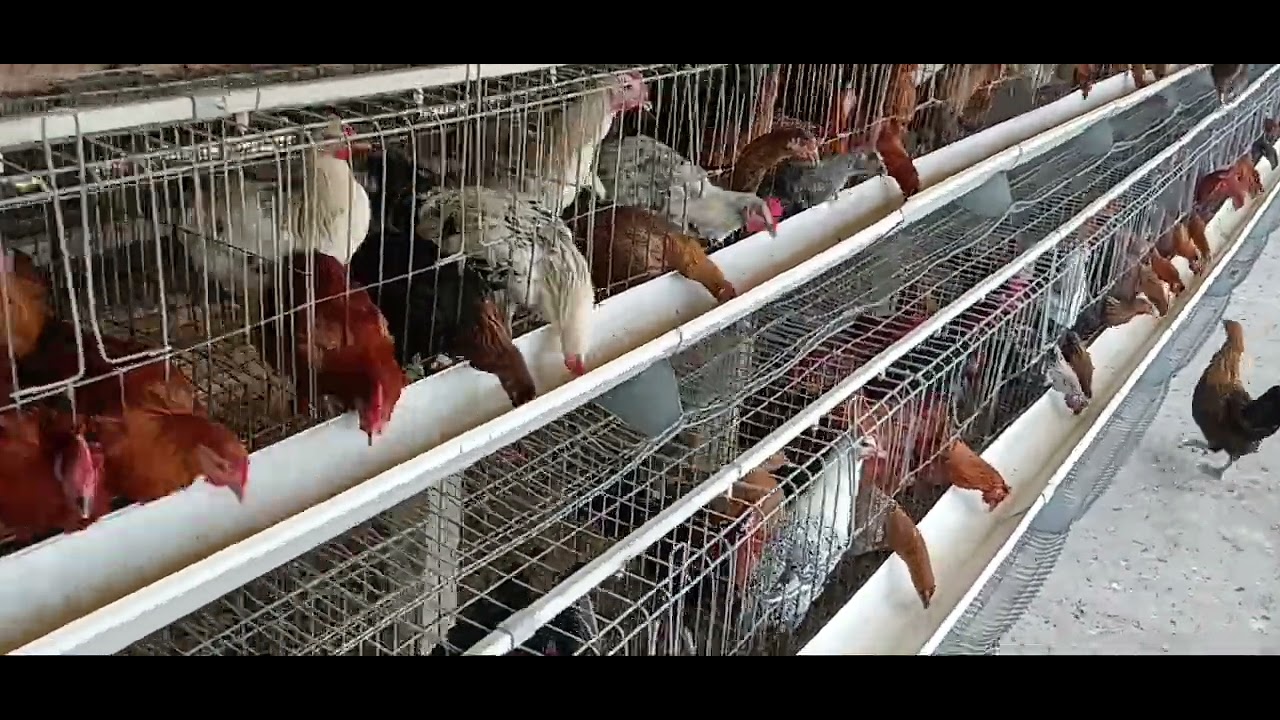 Poultry Farm eggs Production 