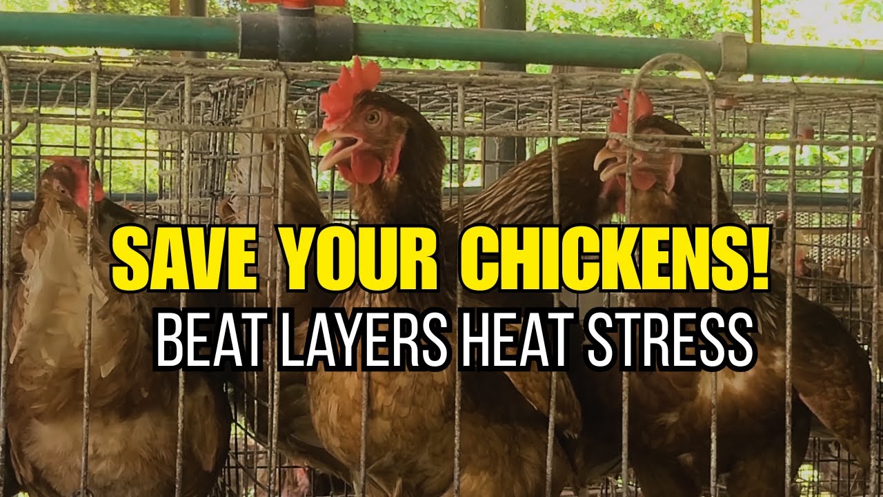 Heat Stress is Killing Your Layers! (How to Fix It FAST)