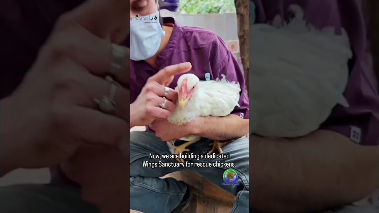 Wings Sanctuary | Help Animals India