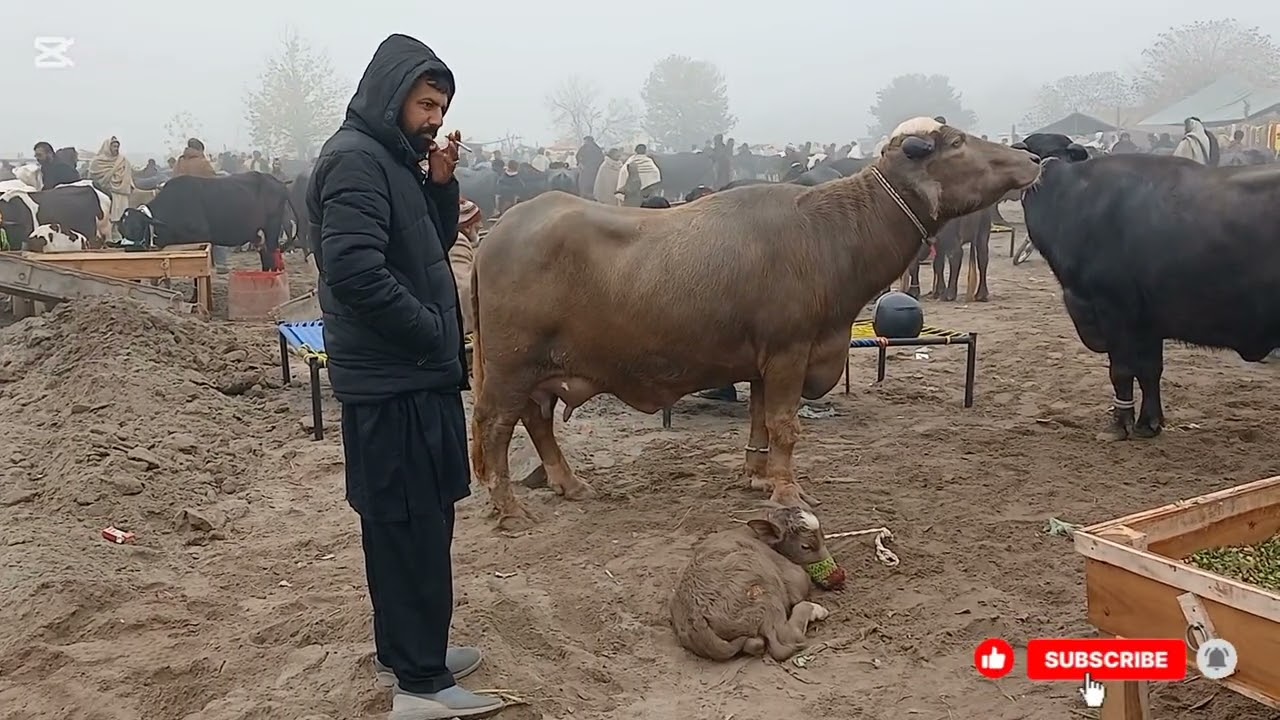 Gujarat Mandi Punjabivlog10l1l2026