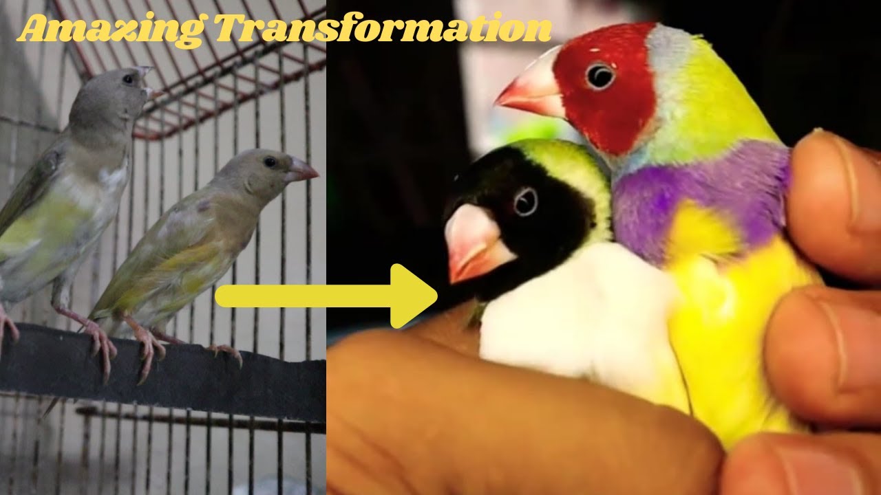 Gouldian Finch Growth || Growth Stages of lady gouldian Finches || Most Beautiful Finches