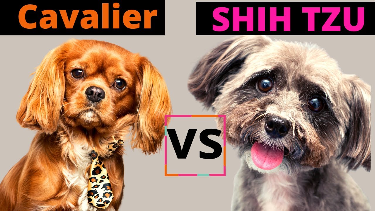 Shih Tzu VS Cavalier King Charles Spaniel / Dog Breed Comparison / Which one should you choose?