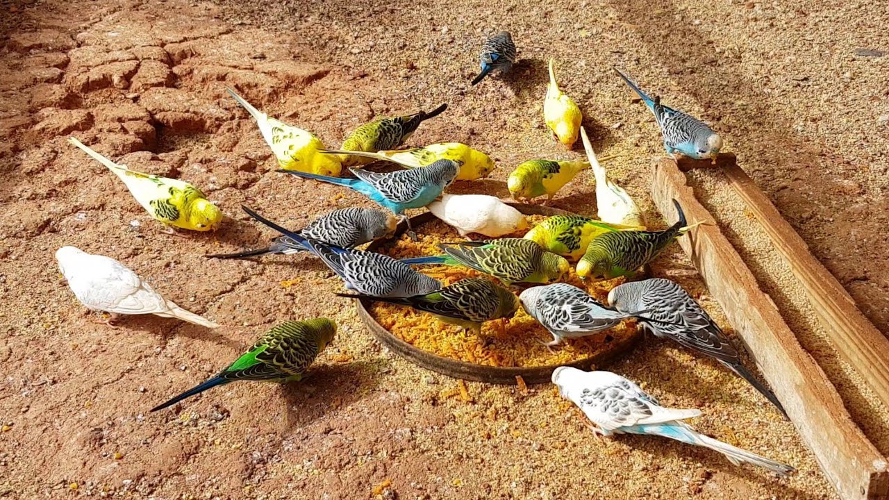 Criar periquito australiano da dinheiro?