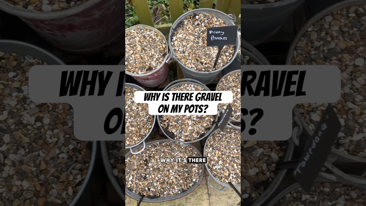 Why is there gravel on my pots? #garden #beginnergardener #gardeningtips #gardeningideas