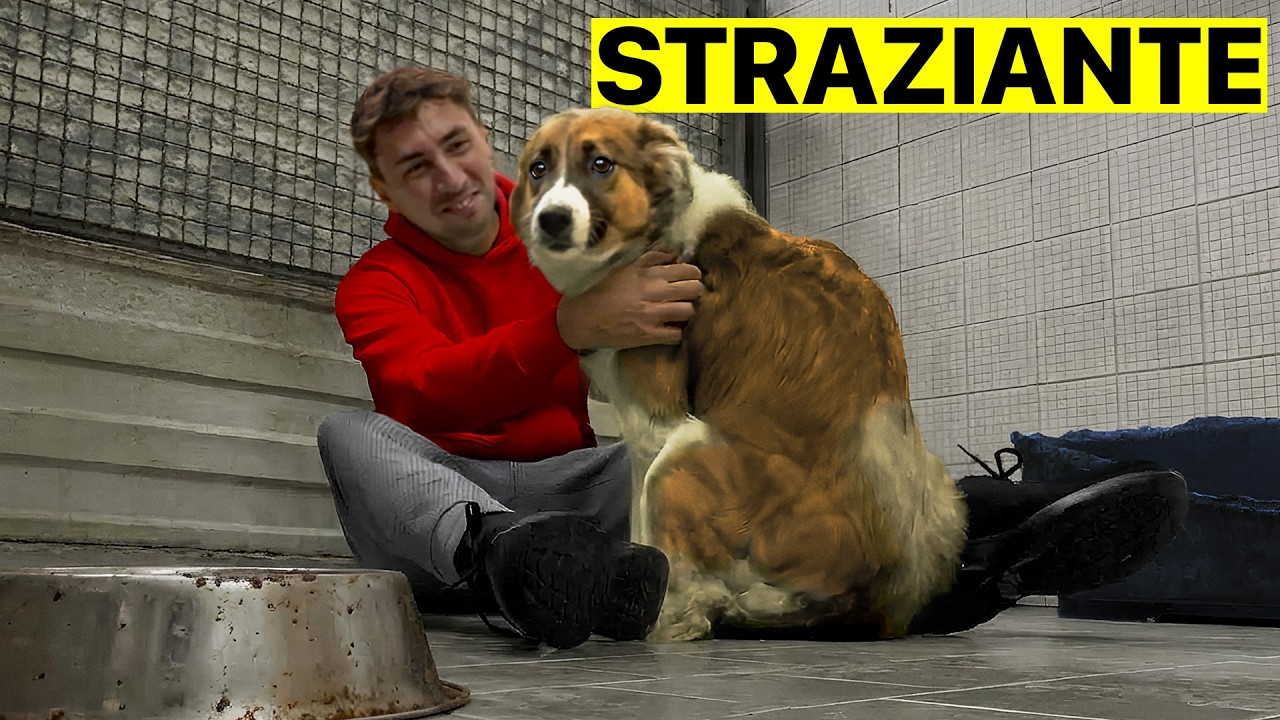 Il mio PRIMO GIORNO da VOLONTARIO in CANILE ❤️‍🩹 mi si è spezzato il cuore..