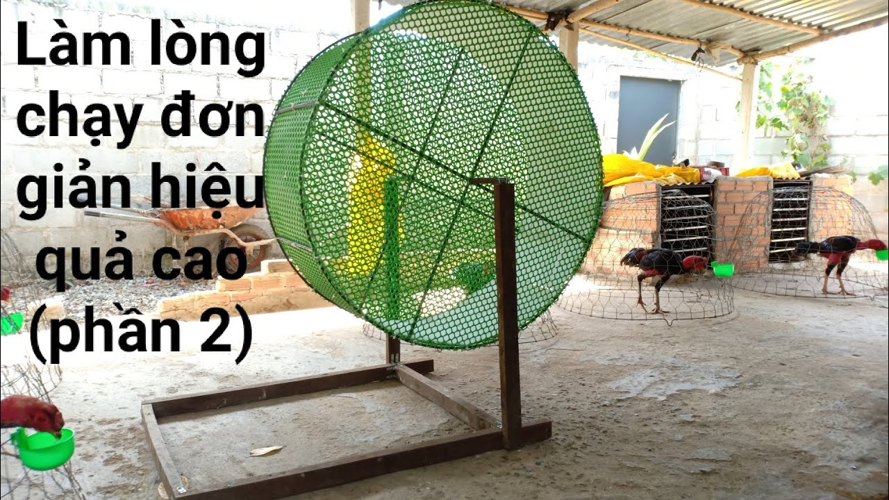 Làm lòng chạy tập thể lực cho g..à(phần 2)/Please run the files for g..à (section 2)