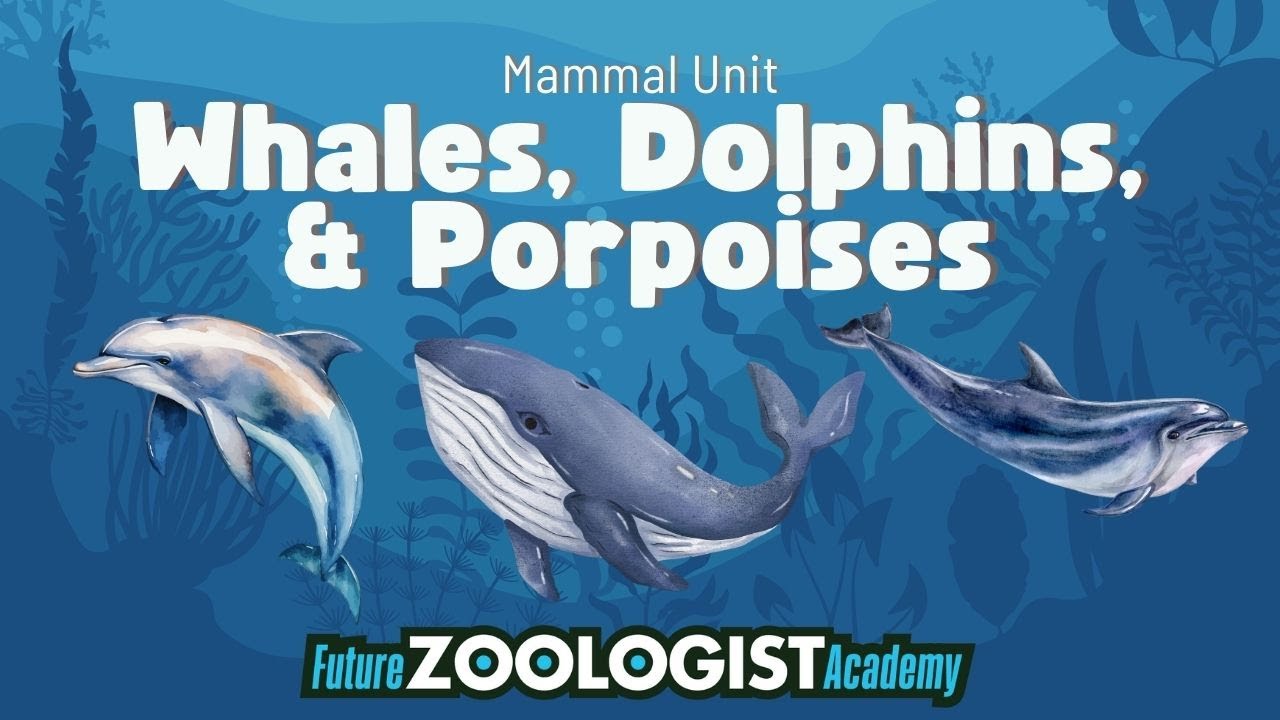 Cetaceans | Whales, Dolphins, and Porpoises