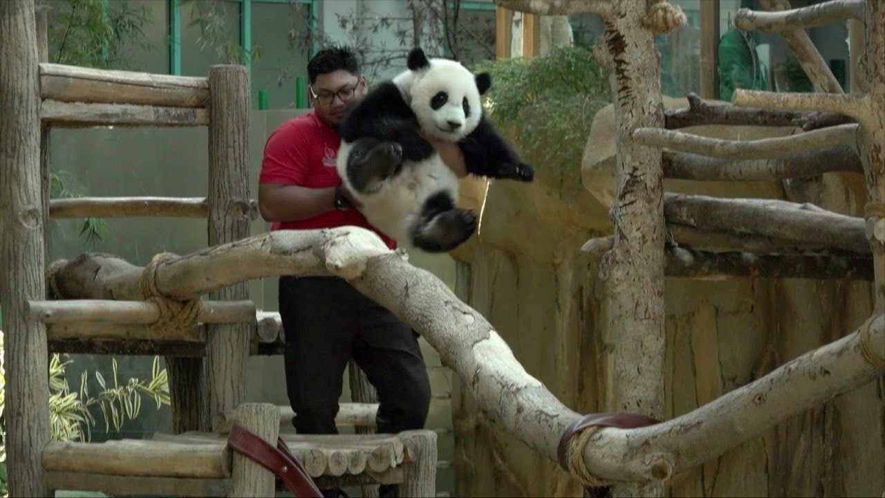 How China's panda diplomacy promotes conservation and cultural exchange