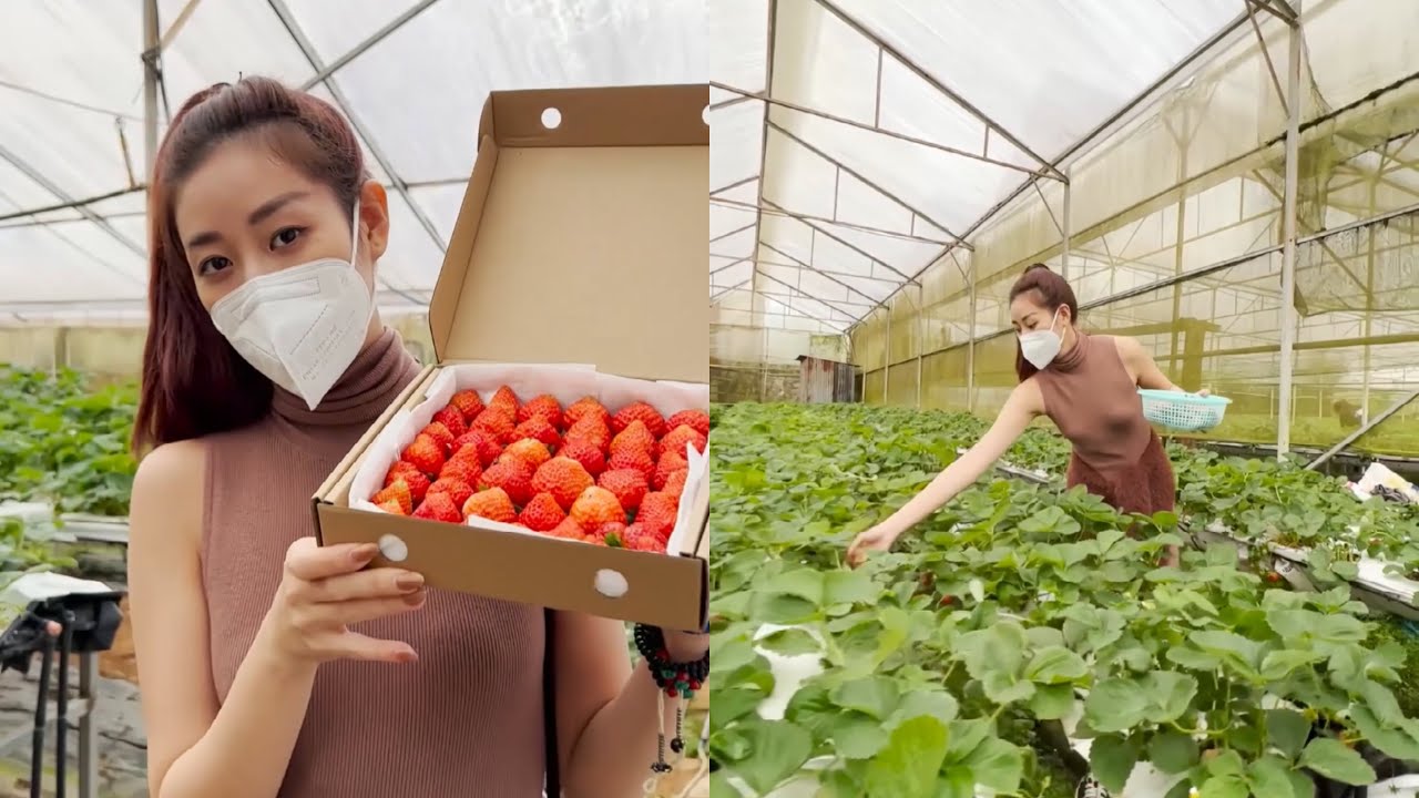 Vân đi hái dâu ở Đà Lạt | Khánh Vân Official