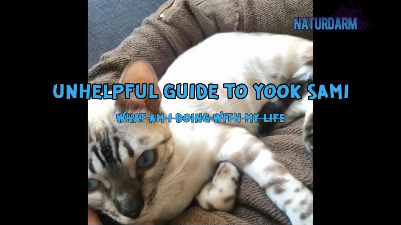 UNHELPFUL GUIDE TO SUNGJAE'S CAT SAMI