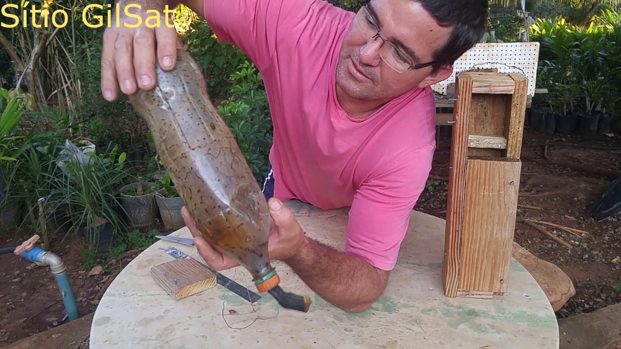 CAPTURANDO ABELHA JATAI E TRANSFERINDO PARA CAIXA DE MADEIRA #SítioGilSat