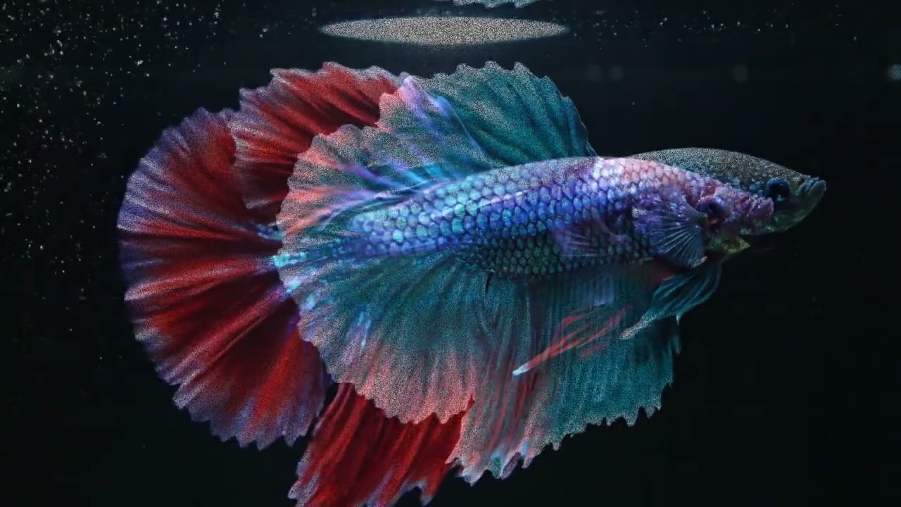2 Hours Betta Bliss 🌈 The Ultimate 4K Fish Screensaver #1