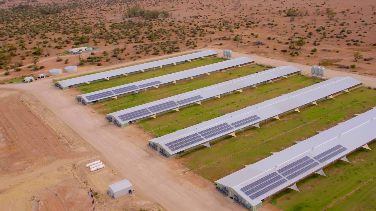 Riverlands Freerange Poultry Farm - Solar Power Installation