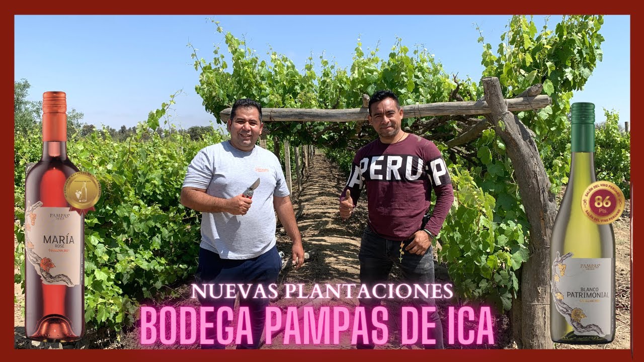 🍇 Visita a los VIÑEDOS de la Bodega PAMPAS DE ICA | Vinos Patrimoniales | PERU hace VINO 🇵🇪