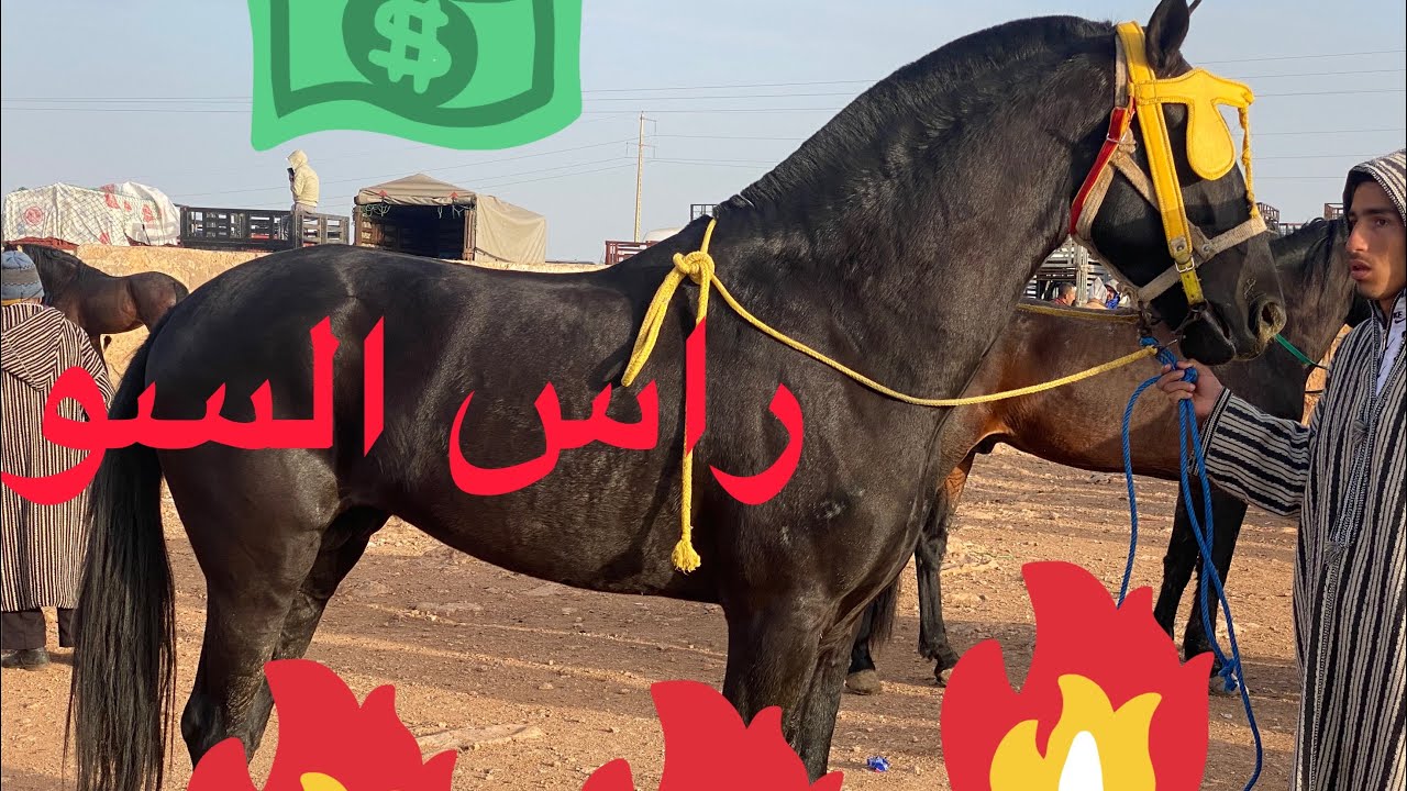 مباشرة من سوق ابي الجعد بتاريخ 13فبراير2023 كين تمان 😱😱😱😱😱