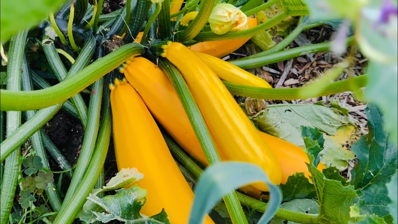 ￼ Vegetable garden ￼