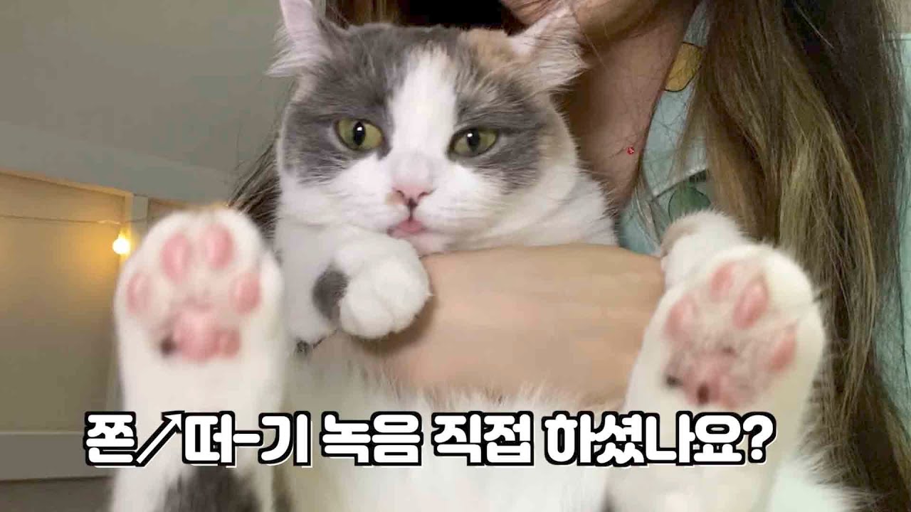 제가 살다살다 쫀떡이 껴안고 쫀떠기! 녹음을 다해보네요... ㅣ쫀떡이 소박한 Q&A