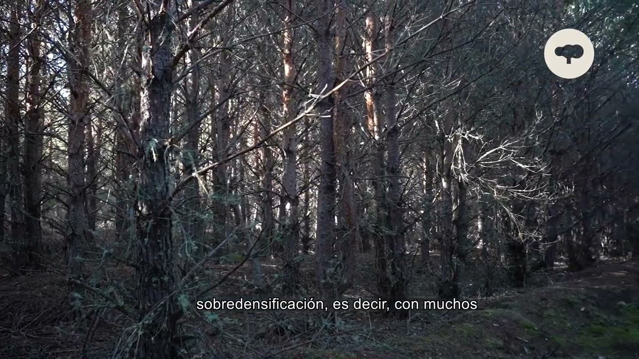 Tratamientos selvícolas: cuidar el bosque, generar ingresos