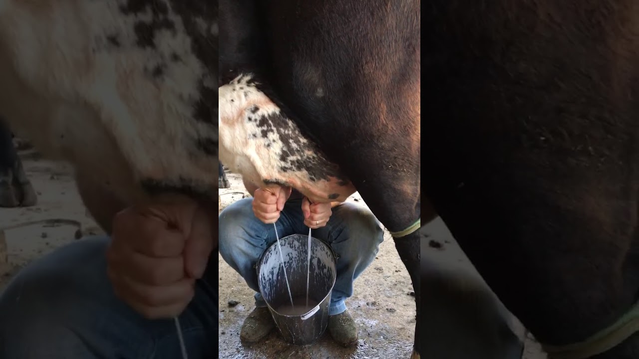 Ordenha da vaca golada na Fazenda Estrela Guia