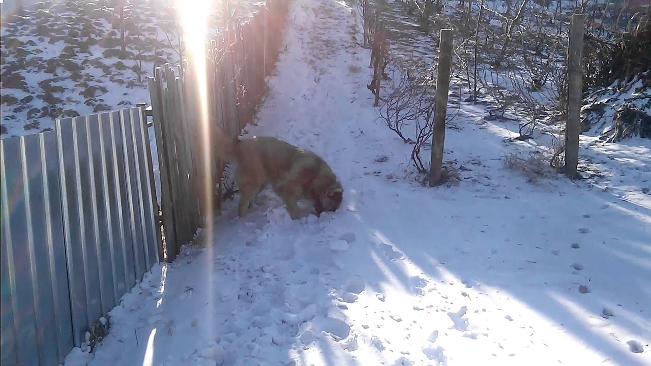Caucasian sheperd female 10 month