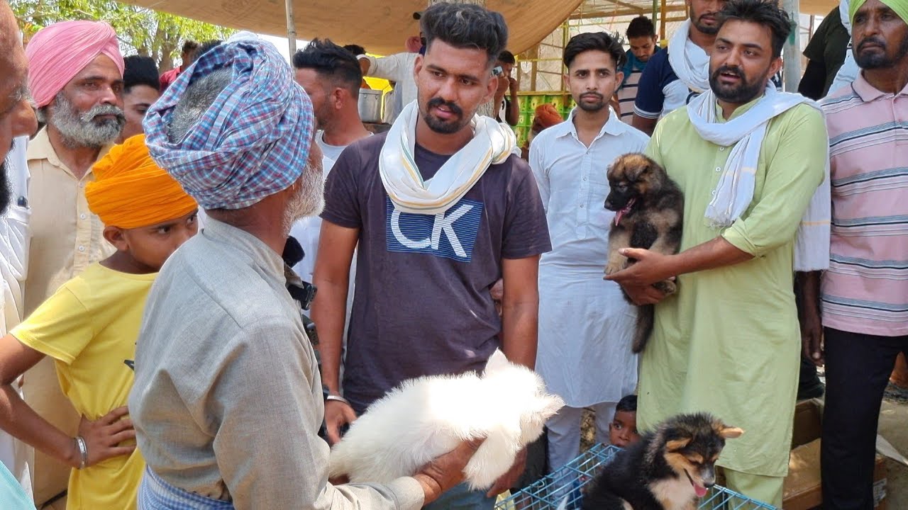 maan goat farm tungwali Bathinda punjab bakra mela tungwali bakri ma
