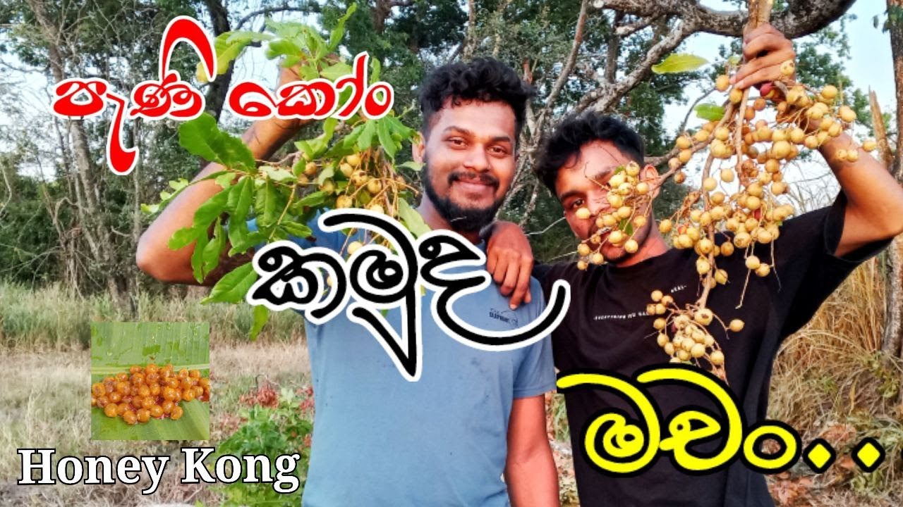 පැණි කොං කාලා තියනවද..?😋🐝 Lion_Brother_ Day_ Vlog_ 01