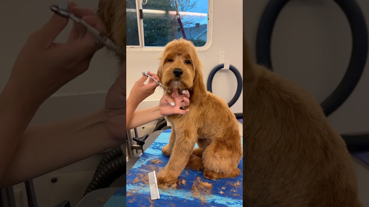 Puppy Goldendoodle first groom 🥺 #goldendoodle #goldendoodlegrooming #goldendoodlepuppies