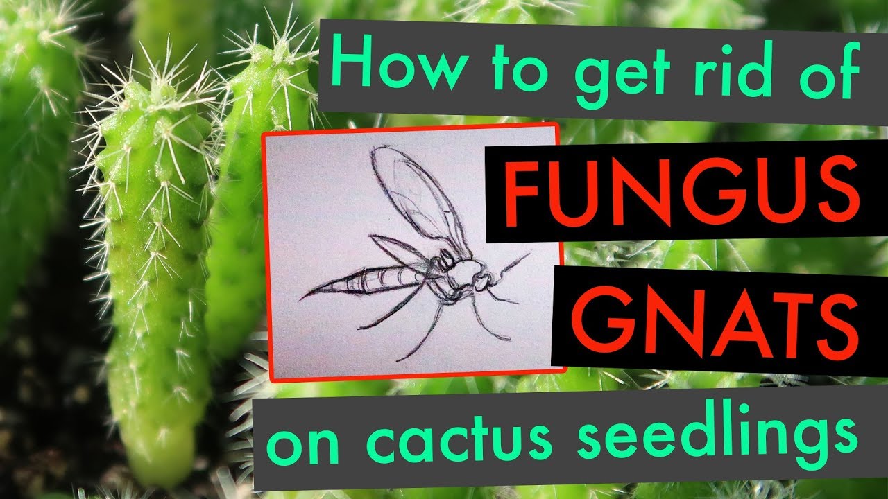 How to get rid of fungus gnats on cactus seedlings (San Pedro, Peyote etc.)