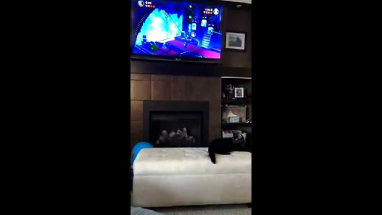 Cat catches ball in monkey in the middle