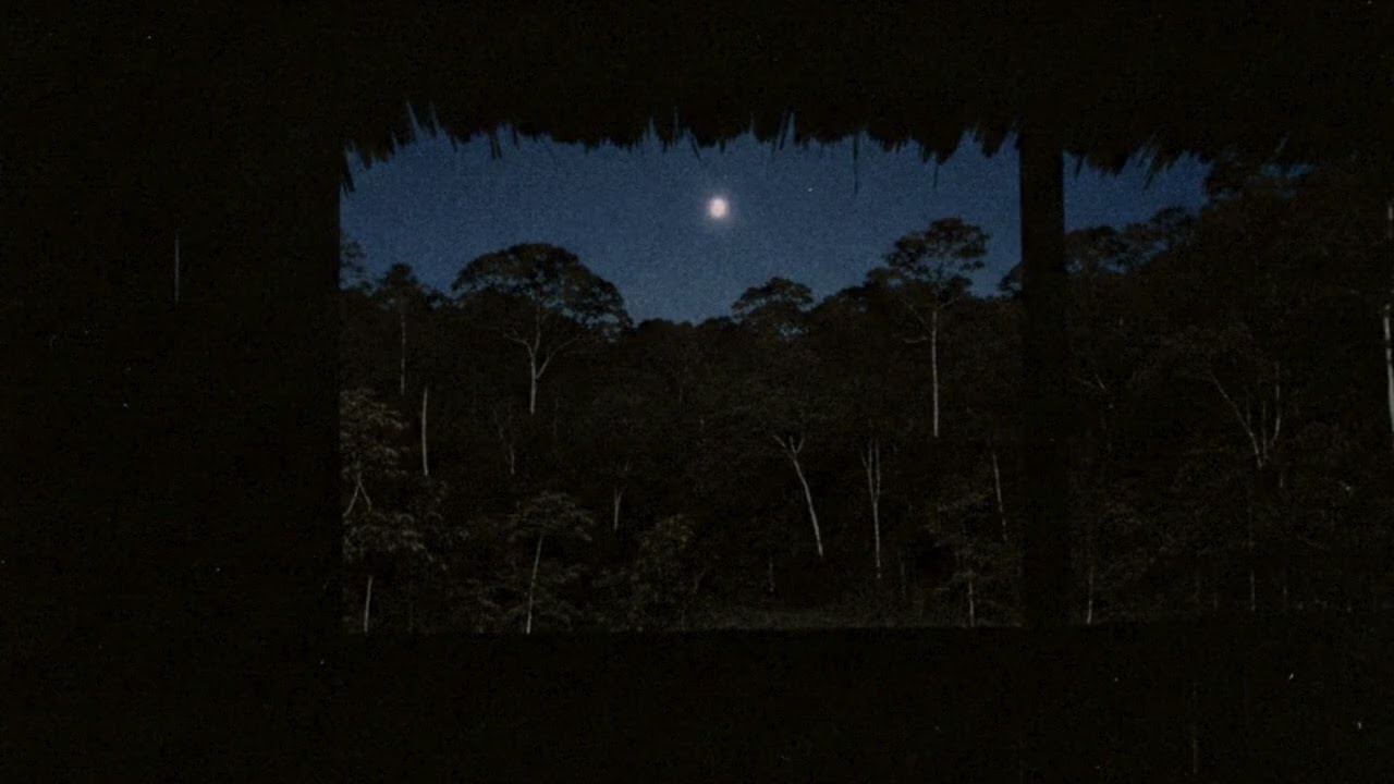 Amazon Rainforest at Night: Crickets, Wind and Mystery (1 Hour of Ambient Sleep Audio)