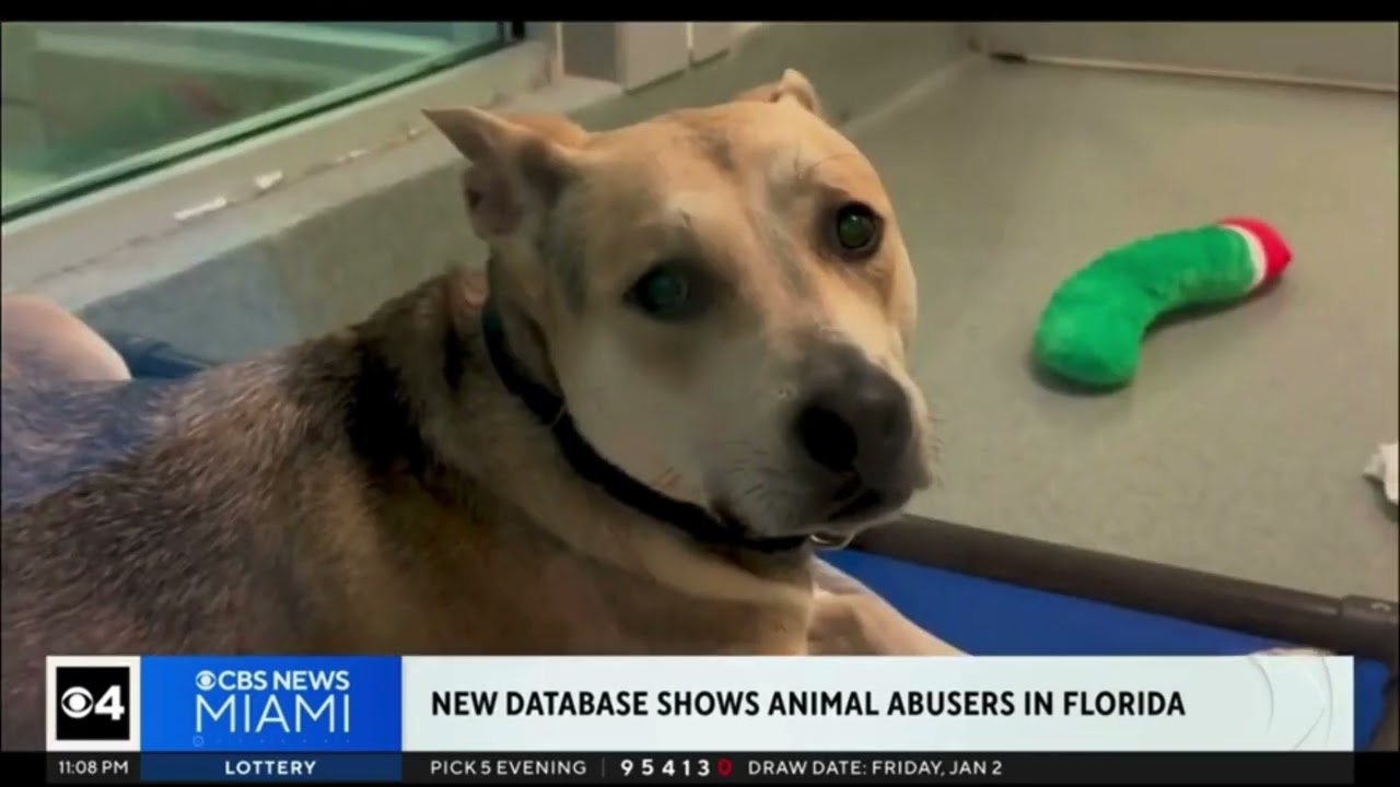 Animal Care comments on new Florida law creating an animal cruelty offender database WFOR CBS 4