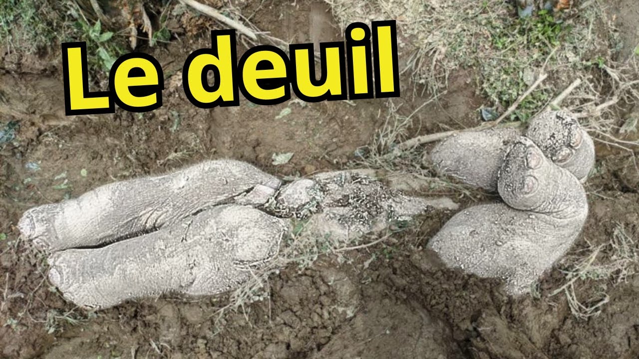 Le deuil chez les animaux