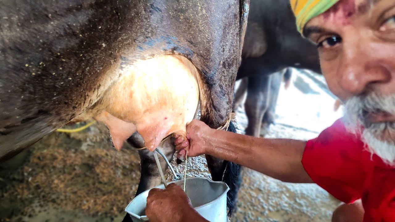 4k cow milking by hand New - First Time Milking After Calf Born | Successful Buffalo Dairy Farm
