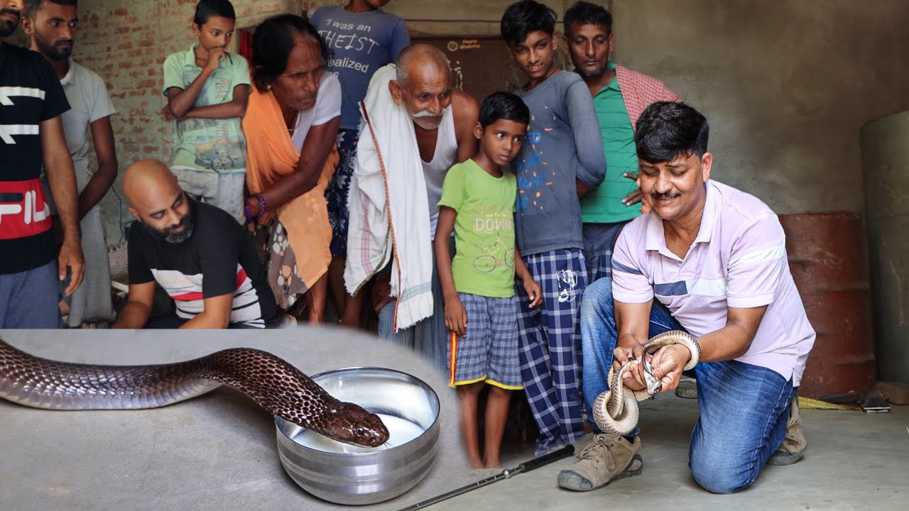 कैमरे में कैद हो गया ये दुर्लभ नजारा! देखिए कैसे बुजुर्ग बाबा ने जहरीले नाग को पिलाया दूध | Amazing.