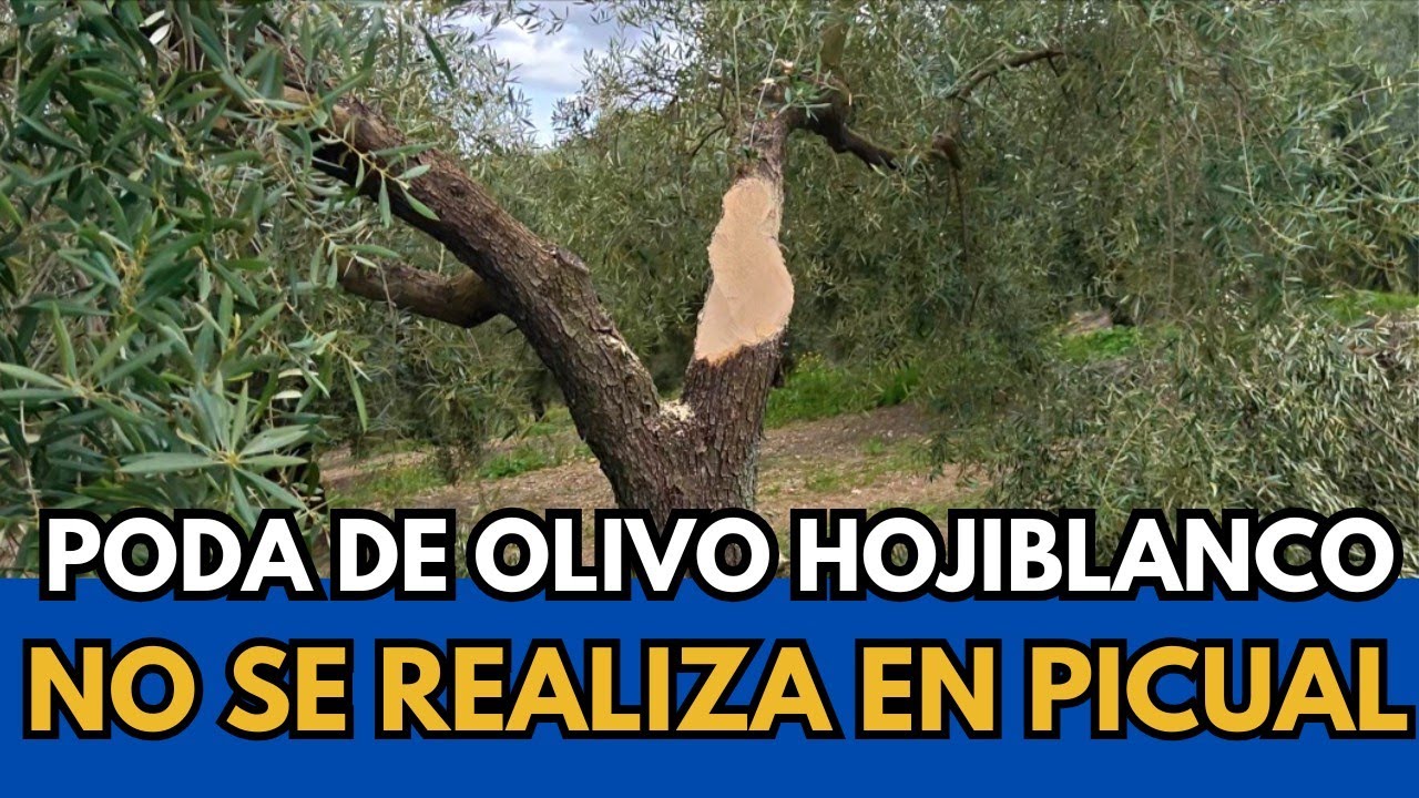 🟥 EFECTOS de Poda Hojiblanco en Picual
