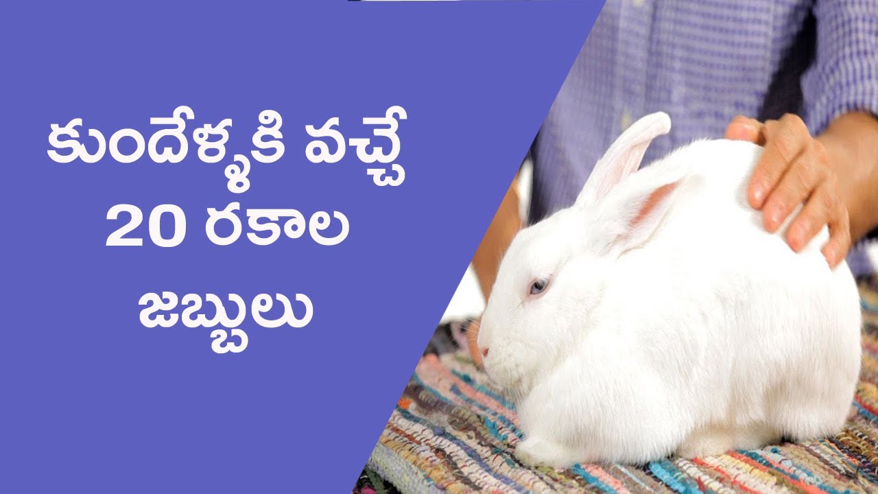 Rabbit Diseases and Treatment II కుందేళ్ళకి వచ్చే 20 రకాల జబ్బులు వాటి నివారణ చర్యలు #DS Rabbit Farm