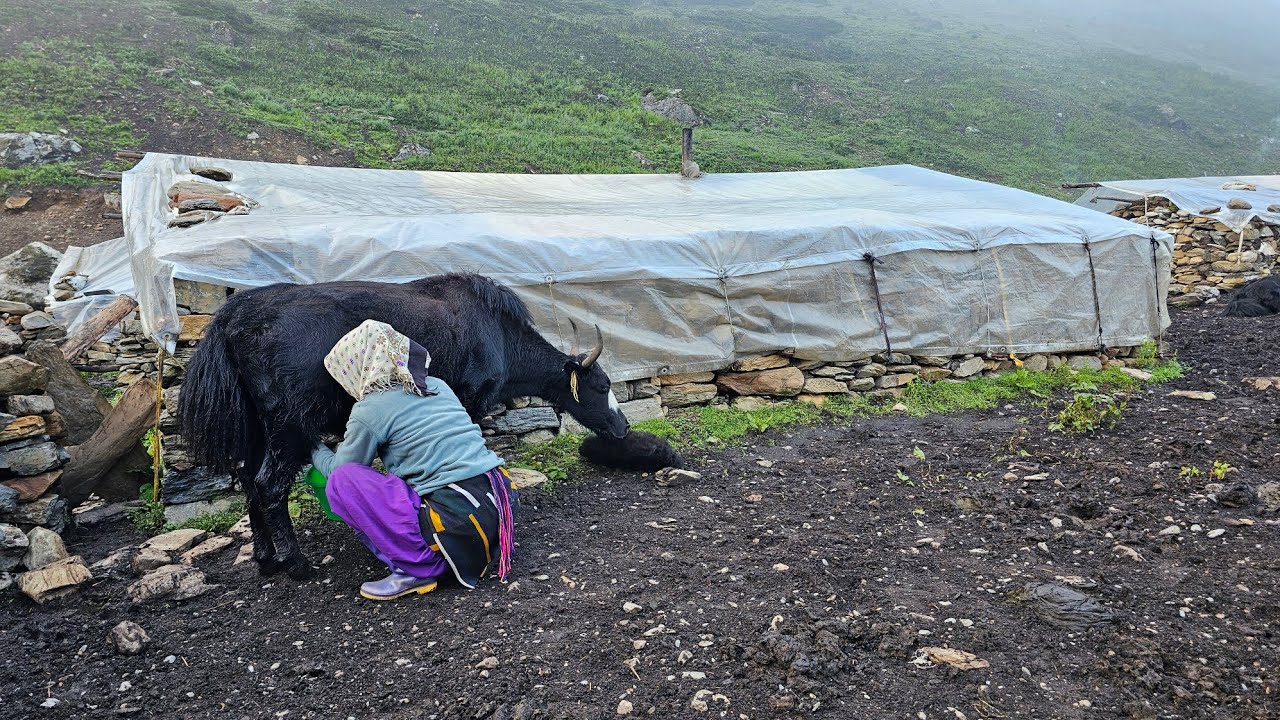 This Is Himalayan Village Life |ep-21|Dolpa |Milking In The Yak Farm |Life In A Remote Yak Shelter |
