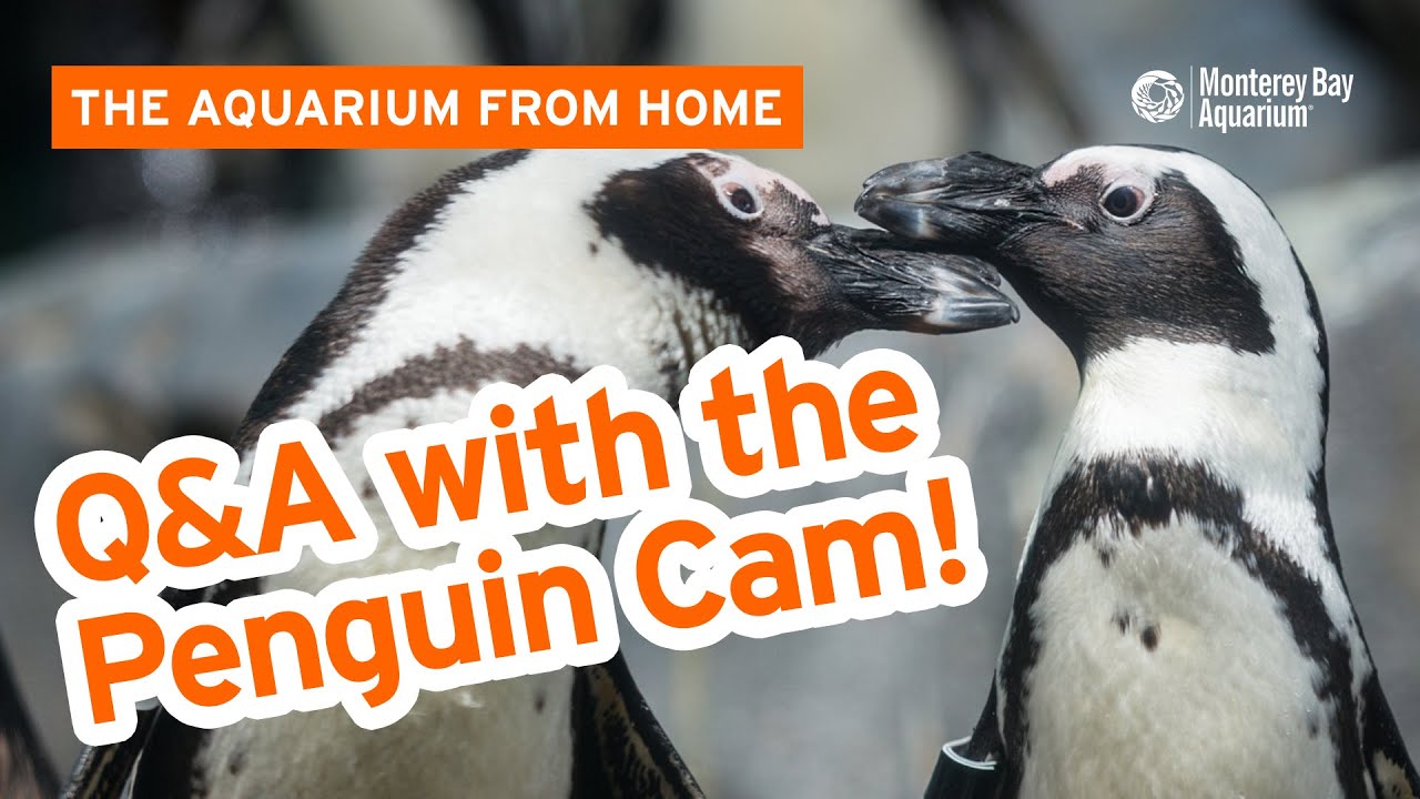 We're here to answer your penguin questions with the Penguin Cam! The Aquarium From Home