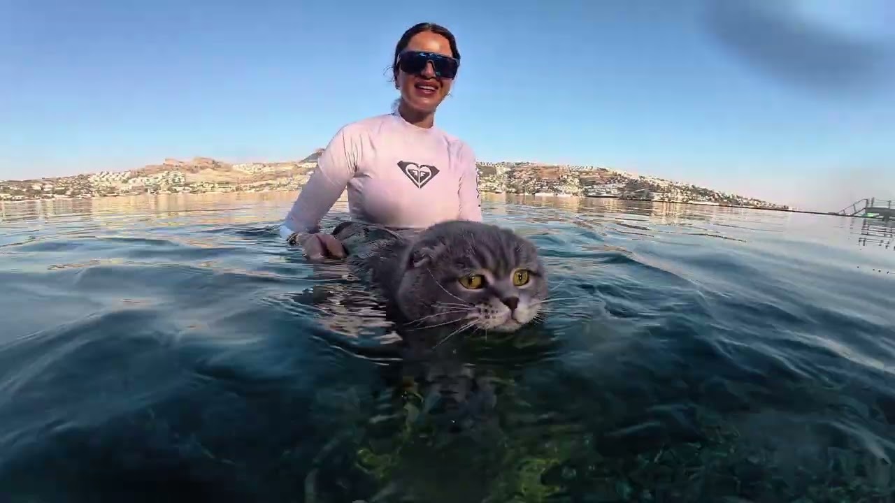 Tom The Scottish Fold cat swimming