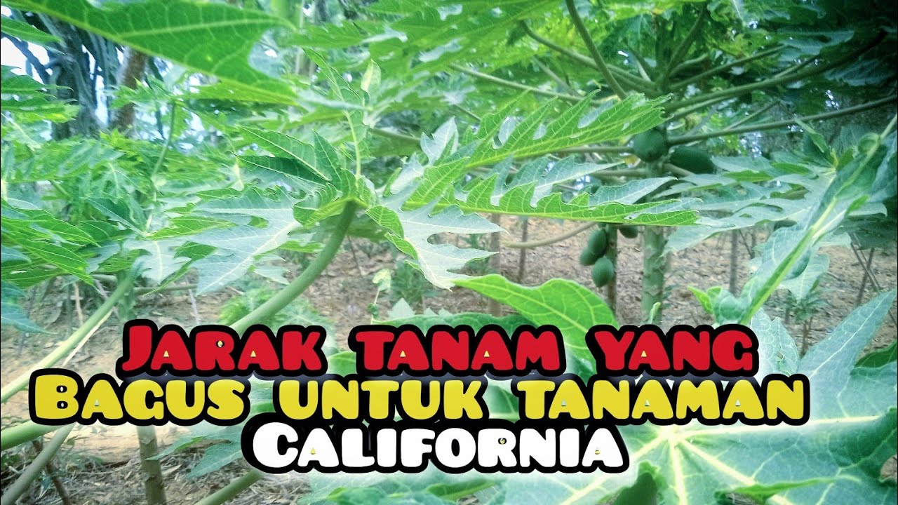 jarak tanam pepaya California