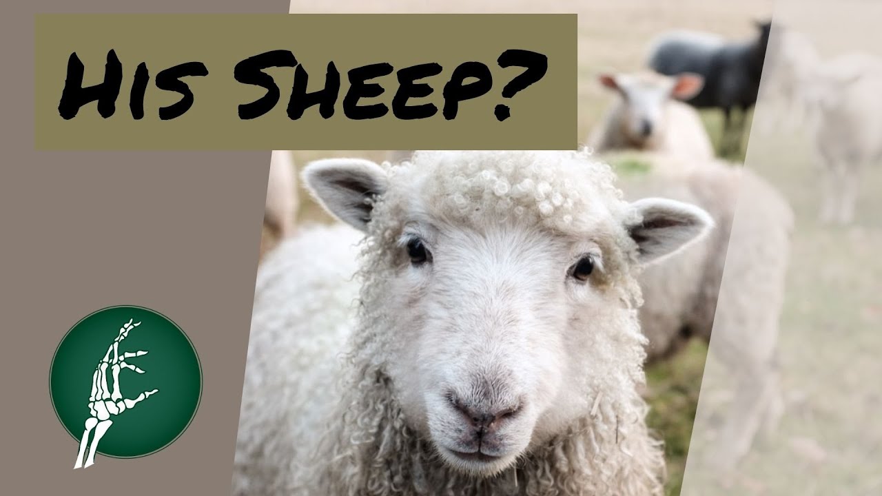 Why Does the Bible Compare us to Sheep?