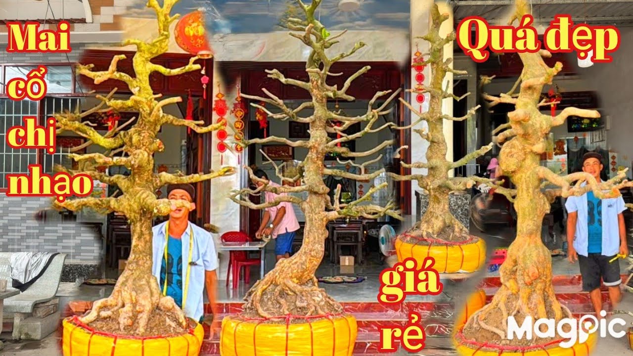 A Thành 👉 Zalo 0937763305💥 Cháy hàng lô Mai vàng cổ nhạo đẹp v rẻ tại ĐT 
