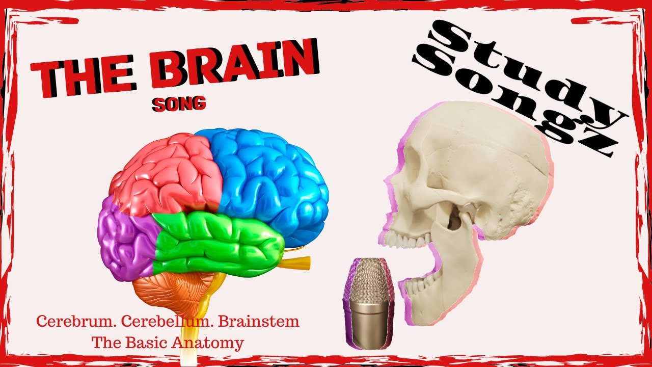 Brain Anatomy Song- Cerebrum, Cerebellum, Brainstem - Study Songz