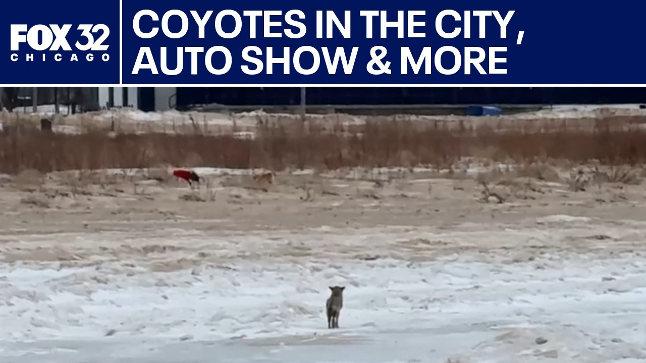 Coyotes in the city, auto show & more | ChicagoLIVE