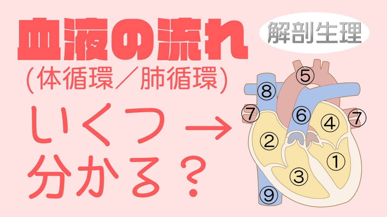 血液の流れを覚える！　体循環／肺循環／門脈など