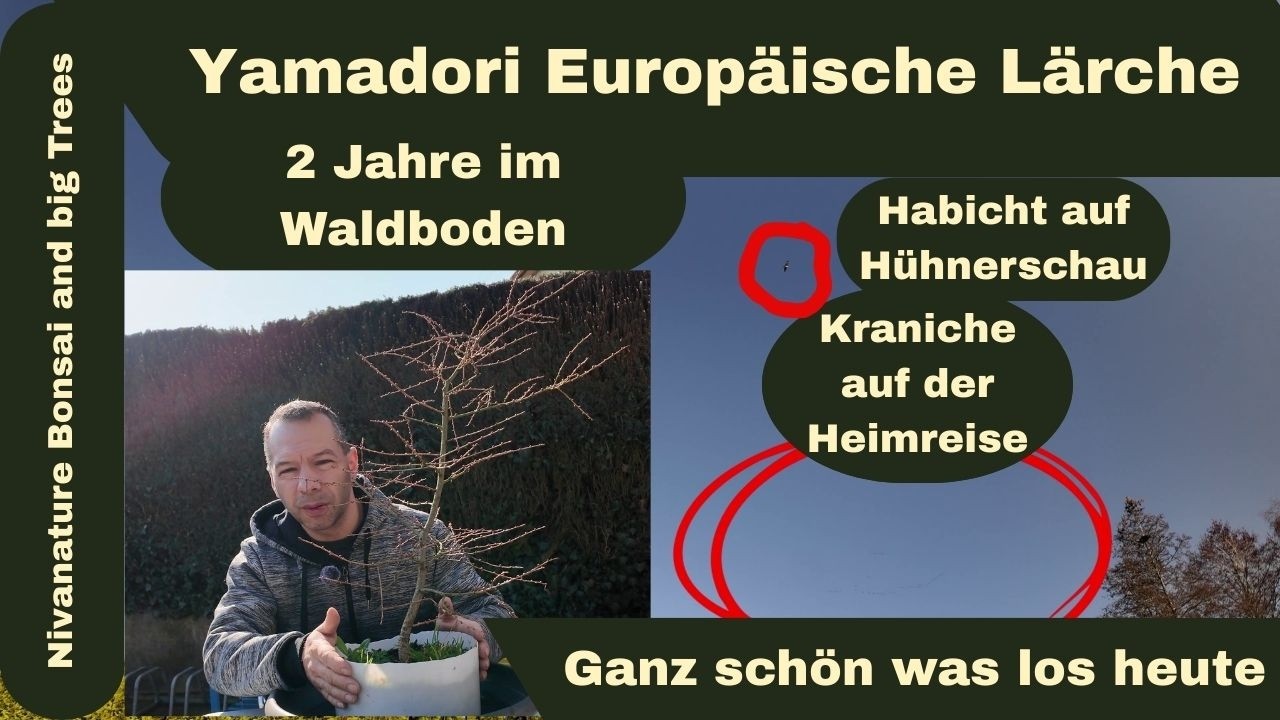 Yamadori Europäische Lärche 2026-3-7 Wurzeln nach 2 Jahren Waldboden??🤔