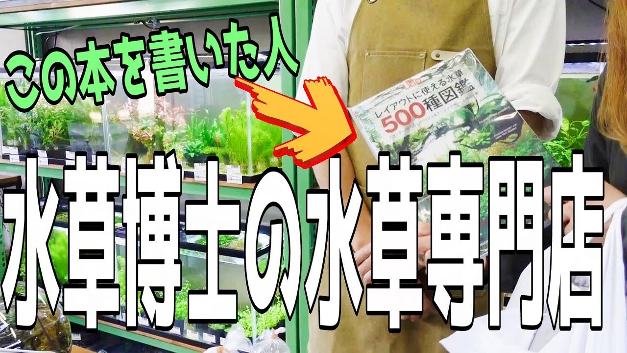 日本屈指の水草専門店へ突撃取材（みんな知ってる水草図鑑を書いた人のお店ウォータープランツラヴァー）