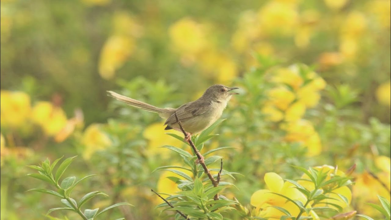 🦜Relaxing Music with Birds Sounds